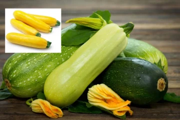 සමහරු කාලා ඇති - සමහරු කාලා නැති Zucchini.