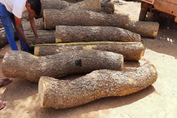 முதிரை மரக்குற்றிகளுடன் ஒருவர் கைது