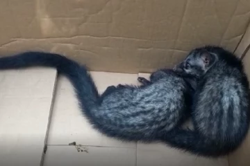 பாடசாலை வகுப்பறையொன்றில் புனுகுப் பூனைகள் உயிருடன் மீட்பு (VIDEO)