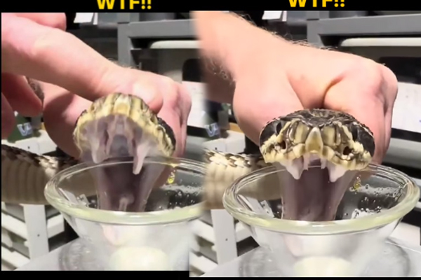 பாம்பிடம் இருந்து விஷத்தை எப்படி எடுப்பாங்கனு தெரியுமா? புல்லரிக்க வைக்கும் காட்சி | Man Milking Venom From A Live Rattlesnake