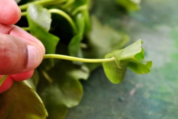 முடி வளர்ச்சியை மின்னல் வேகத்தில் தூண்டும் வல்லாரைக் கீரை துவையல்