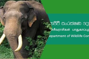 மர்மமான முறையில் உயிரிழந்த யானை : விசாரணைகள் முன்னெடுப்பு