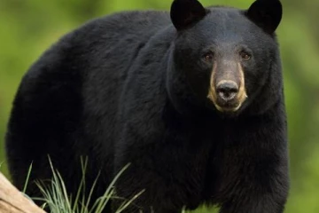 பாப்கார்னை திருடிய கருப்பு நிற கரடி