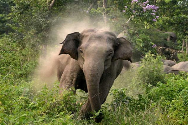வெளிநாட்டு சுற்றுலாப் பயணிக்கு காட்டு யானையால் நேர்ந்த விபரீதம் | Tragic Wild Elephant Attack