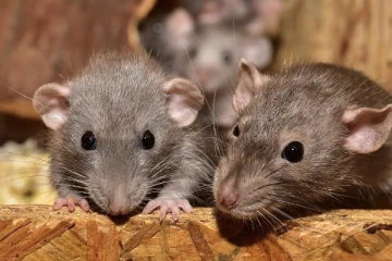 நியூயார்க் நகரில் கட்டுகடங்காத எலித்தொல்லை!