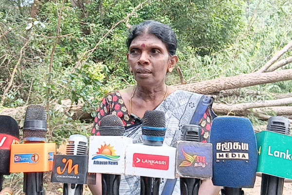 முல்லைத்தீவில் சட்டவிரோதமாக வெட்டி கடத்தப்படும் மரங்கள்: தடுக்குமாறு மக்கள் கோரிக்கை! | Illegally Cut And Smuggled Trees In Mullaitivu