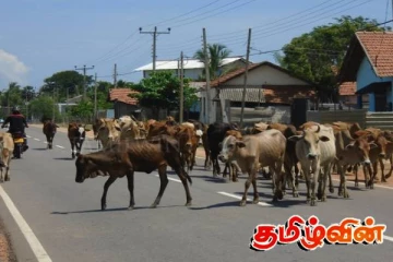 புதுக்குடியிருப்பிலுள்ள கட்டாக்காலி கால்நடைகளின் உரிமையாளர்களுக்கு வெளியான அறிவிப்பு