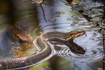 தமிழர் பகுதியில் வெள்ள நீரில் வந்த பாம்பு ; 20 வயது இளைஞனுக்கு நேர்ந்த கதி