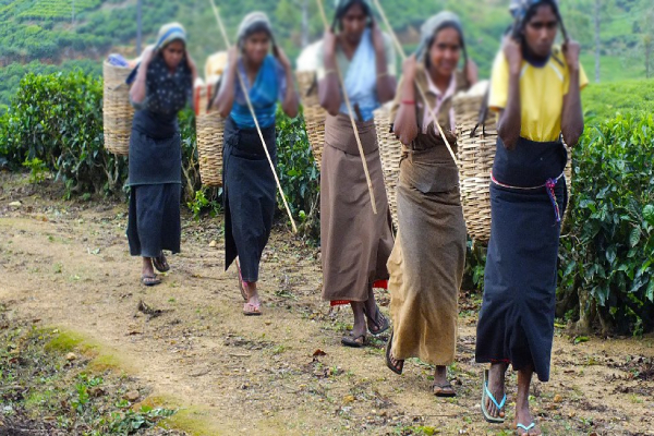 மலையக மக்களின் பிரஜாவுரிமைக்கு எதிரான வாக்களிப்பு: தெளிவுப்படுத்திய கஜேந்திரகுமார் பொன்னம்பலம் | Voting Against The Civil Rights Of The Hill People