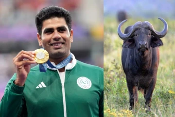 ஒலிம்பிக்கில் தங்கம் வென்றவருக்கு எருமை மாட்டை பரிசளித்த மாமனார் - என்ன காரணம் தெரியுமா?