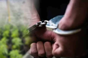 வாடகை வீட்டில் குஷ் ரக போதைப்பொருளை பயிரிட்டவர் கைது