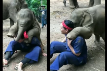 பெண்ணிடம் கொஞ்சி விளையாடிய குட்டி யானை - வைரலாகும் வீடியோ!