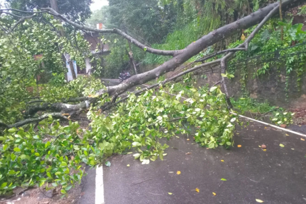விகாரைக்கு அருகில் முறிந்து விழுந்த பாரிய மரம் ; போக்குவரத்து தடை | Huge Tree Falls Near The Vicar விகாரைக்கு அருகில் முறிந்து விழுந்த பாரிய மரம் ; போக்குவரத்து தடை | Huge Tree Falls Near The Vicar