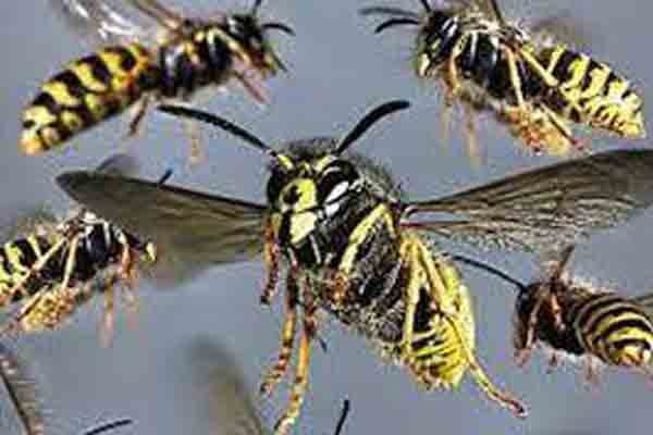 இறம்பொடையில் குளவிக்கொட்டுக்கு இலக்காகி 7 தொழிலாளர்கள் வைத்தியசாலையில்! | 7 Workers Hospitalized After Being Stung Wasp இறம்பொடையில் குளவிக்கொட்டுக்கு இலக்காகி 7 தொழிலாளர்கள் வைத்தியசாலையில்! | 7 Workers Hospitalized After Being Stung Wasp