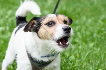 நாய் அழுவது அசுப சகுணமா? நல்ல சகுணமா?