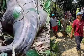 மாயமான தாயார்... 20 அடி ராட்சத மலைப்பாம்பால் அதிர்ச்சியில் உறைந்த கிராம மக்கள்