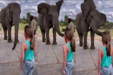 சிறுமியின் நடனத்தை கண்டு உற்சாகம் நடனம் போட்ட யானை - வைரல் வீடியோ!