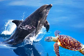 சட்டவிரோத கடற்றொழிலினால் ஆபத்தில் கடல் வாழ் உயிரினங்கள்