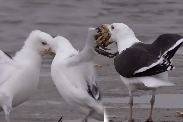 Viral Video: ஒற்றை நண்டுக்கு இப்படியொரு சண்டையா? கடைசியில் ஜெயித்தது யார்னு பாருங்க | Two Gulls Fight Only One Crab