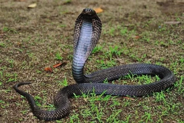 நாகப்பாம்புகளை செல்லப்பிராணிகளாக வளர்க்கும் இந்திய கிராமம் எது தெரியுமா?