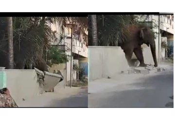 கோவையில் அட்டகாசம்... - அசால்டா சுவரை உடைத்து வெளியே வந்த மக்னா யானை...! வீடியோ வைரல்...!