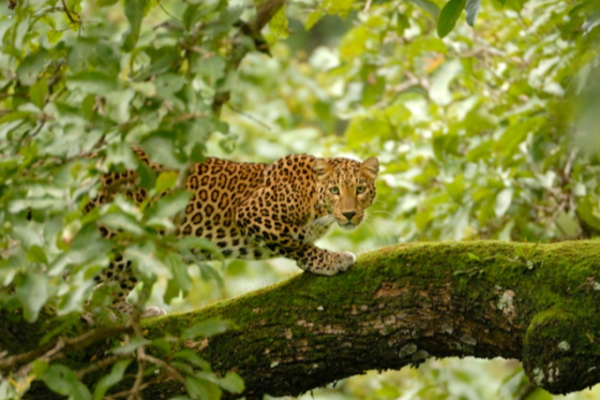 வளர்ப்பு நாயை வேட்டையாடிய சிறுத்தை ; அச்சத்தில் மக்கள் | Leopard Hunts Pet Dog People In Fear Hatton