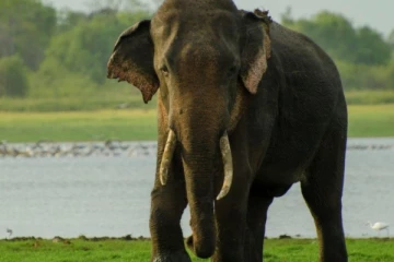 ஒற்றை தந்தத்துடன் தப்பியோடிய யானை கண்டுபிடிக்கபட்டது