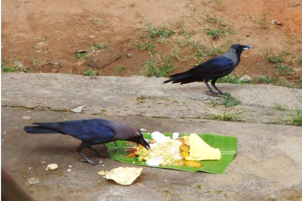 இன்று  தை அமாவாசை தினம்!  பித்ருக்களின் ஆசி பெற  இவற்றினை செய்யுங்கள் | Today Is The Day Of The New Moon Do These To Get