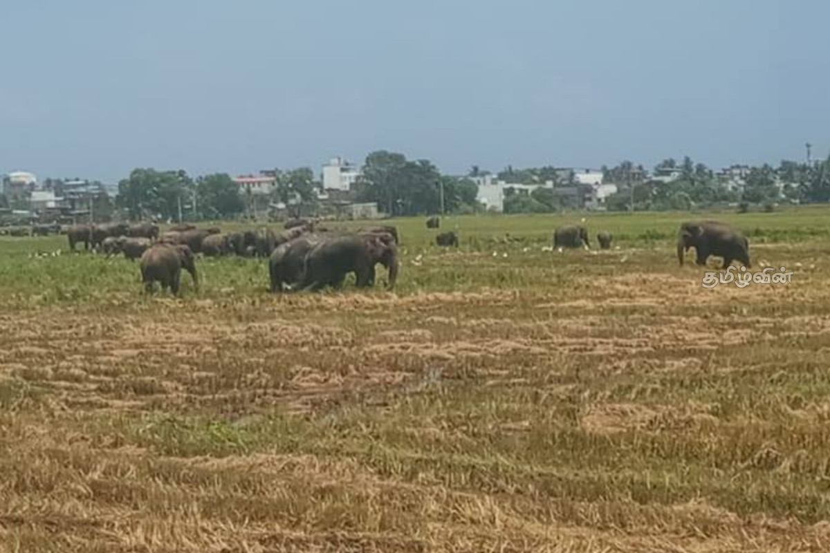 காட்டு யானைகளால் நாசமாகும் விவசாய நிலங்கள் - தொடர் நஷ்டத்தை சந்திக்கும் மக்கள் அரசிடம் கோரிக்கை | Agricultural Lands Destroyed By Wild Elephants காட்டு யானைகளால் நாசமாகும் விவசாய நிலங்கள் - தொடர் நஷ்டத்தை சந்திக்கும் மக்கள் அரசிடம் கோரிக்கை | Agricultural Lands Destroyed By Wild Elephants