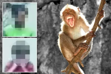 சிறுமியை சீரழிக்க முயன்ற மர்ம நபர்... ஹீரோவாக காப்பாற்றிய குரங்குகள்: ஒரு ஆச்சரிய சம்பவம்