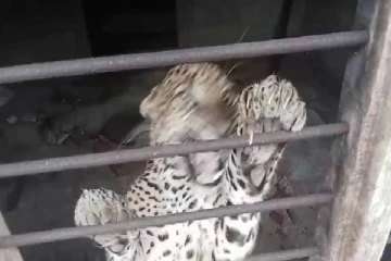 முல்லைத்தீவில் இளங்கோபுரம் பகுதியில் பதற்றம் ; வீட்டுக்குள் புகுந்த புலி