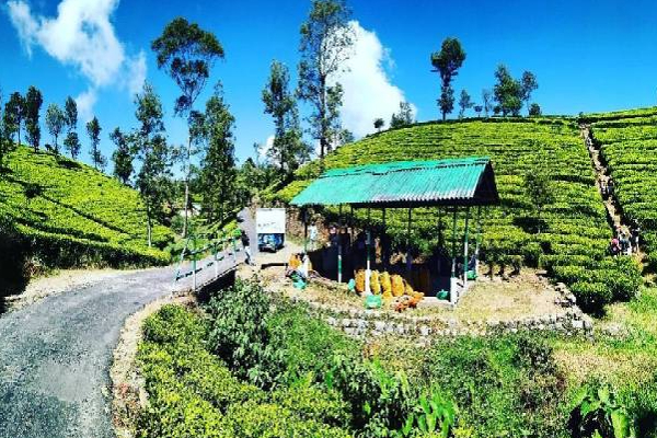 இலங்கையில் சுற்றுலா சென்றவர்களுக்கு நேர்ந்த நிலை! | Wasps Attack Tourists In Sri Lanka Lipton S Seat