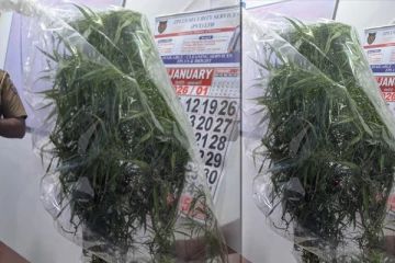 வவுனியாவில் கஞ்சா செடி வளர்த்த நபருக்கு அதிர்ச்சி