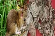 8 வருட இரகசிய சேமிப்பு ; ஒரே இரவில் எலியால் நேர்ந்த விபரீதம்