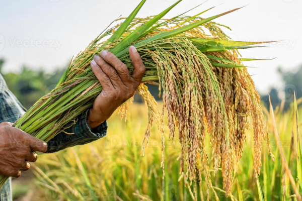 நெல்லுக்கான கொள்வனவு விலை தொடர்பில் வெளியான தகவல் | Paddy Price Sri Lanka