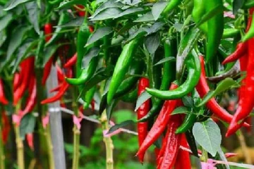 இலங்கையில் திடீரென அதிகரித்த மற்றொரு பொருளின் விலை