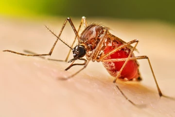 ඩෙංගු දරුණු අතට - මරණ 50ට ආසන්නයි