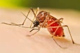 ඩෙංගු දරුණු අතට - මරණ 50ට ආසන්නයි