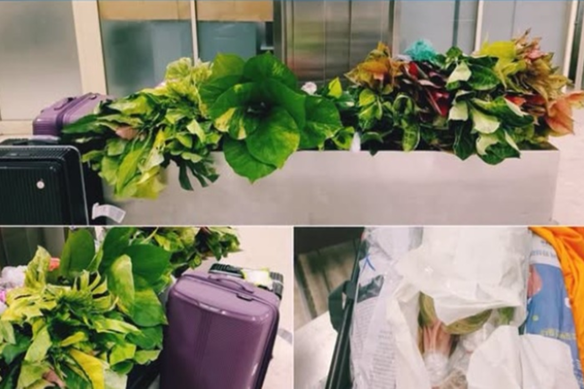 மலர்ச் செடிகளுடன் இலங்கை வந்த பெண் அதிரடி கைது | Woman Arrested In Sri Lanka With Plants