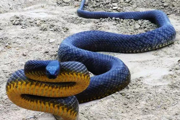 ஒரே நேரத்தில் 100 பேரைக் கொல்லும் கொடிய விஷப்பாம்பு! ஆய்வில் வெளியான அதிர்ச்சி தகவல் | Snake Kills 100 People At Once Deadly Venomous