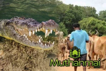 பொத்துவிலில் முதலையிடம் சிக்கிய நபர்: தேடும் பணி தீவிரம்