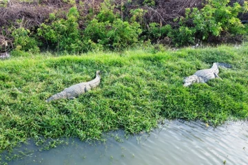 சுற்றித்திரியும் முதலைகளால் பீதியில் மக்கள்!