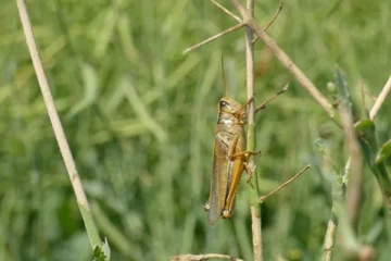 கனடாவுக்கு அடிமேல் அடி... காட்டுத்தீயைத் தொடர்ந்து உருவாகியுள்ள புதிய பிரச்சினை