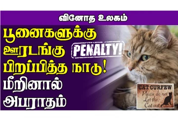 சிக்கனுக்கு சாஸ் அனுப்பறியா.. இல்ல வெடிகுண்டு அனுப்பவா?   பூனைகளுக்கு ஊரடங்கா?