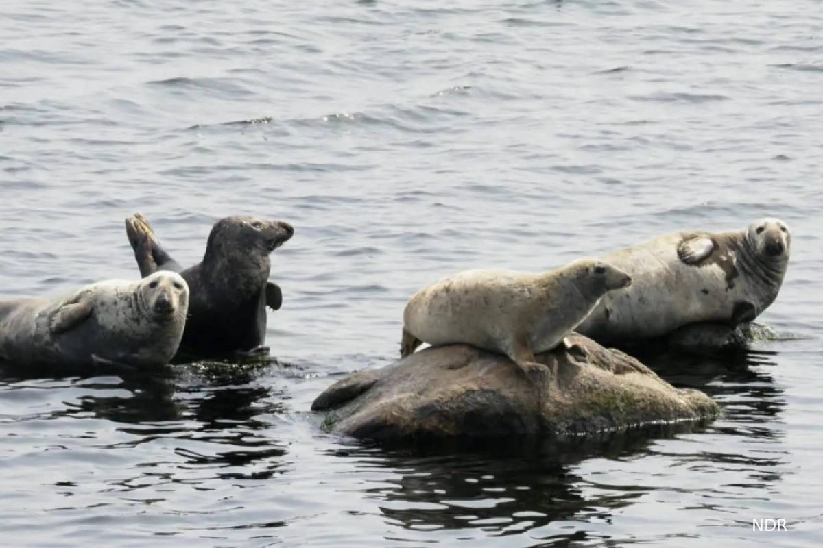 ஜேர்மன் மீனவர்களுக்கு உருவாகியுள்ள எதிர்பாராத பிரச்சினை | Germany Fishers To Compete With Seals ஜேர்மன் மீனவர்களுக்கு உருவாகியுள்ள எதிர்பாராத பிரச்சினை | Germany Fishers To Compete With Seals