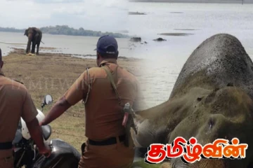 இலங்கையர்களின் நெகிழ்ச்சியான செயல் - யானையின் உயிரை காப்பாற்ற போராடும் மக்கள்