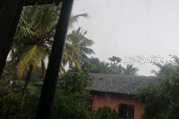 திருகோணமலையில் கனமழை: நெல் அறுவடை பாதிப்பு | Heavy Rain In Trincomalee