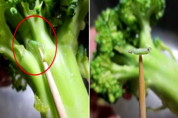 காய்கறிகளில் இருக்கும் புழுக்களை விரட்ட ஒரு டிப்ஸ் இதோ!