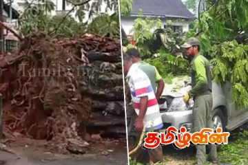 டி.எஸ்.சேனநாயக்க கல்லூரிக்கு முன் முறிந்து விழுந்த மரம்.. பாரிய சேதத்தால் கடும் போக்குவரத்து நெரிசல்