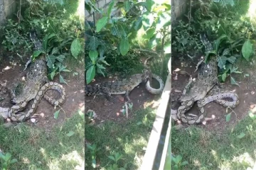 Viral video:பாம்பின் முதுகுத்தண்டை கடித்து வைத்த முதலை பயத்தை உண்டாக்கும் காணொளி